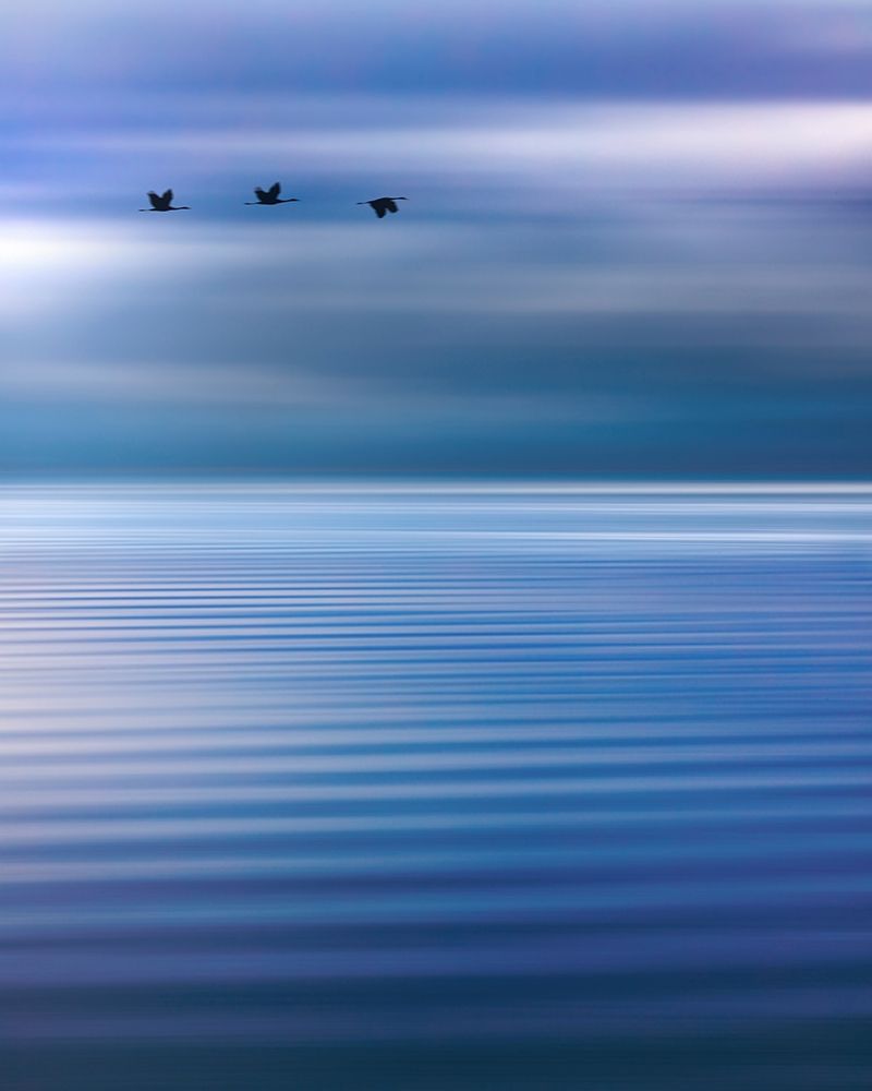 Washington State-Seabeck Composite of birds flying over Hood Canal  art print by Jaynes Gallery for $57.95 CAD